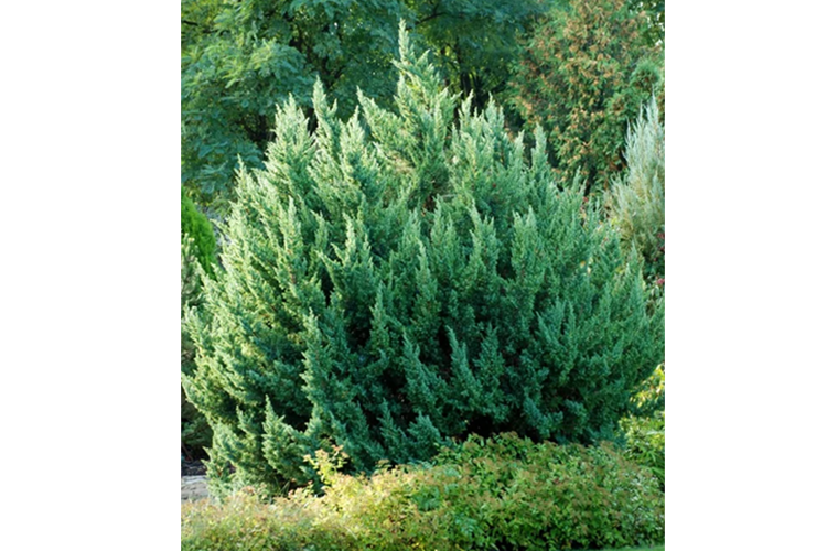 Можжевельник китайский Монарх (Juniperus chinensis Monarch) С50