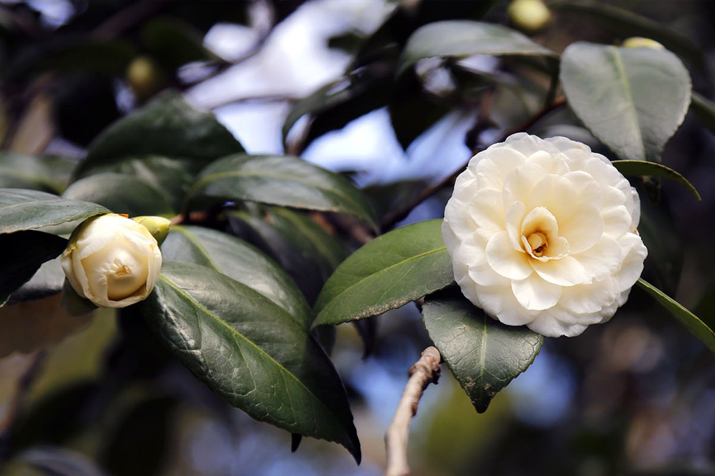 Камелия горная фото Камелия японская белая (Camellia japónica) Р9 - Питомник Летний сад