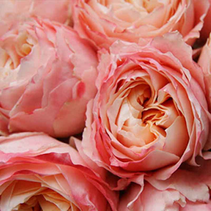 Роза японской селекции Принцесса Сакура (Rosa Japanese Princess Sakura) ОКС  осень 2024 хит продаж — Питомник Летний сад