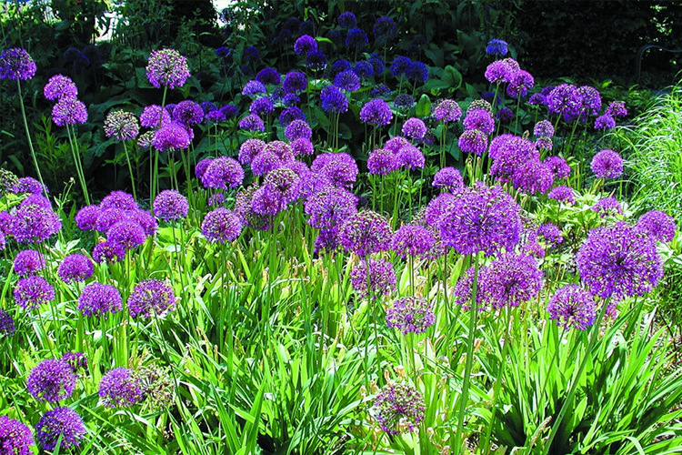 Афлатунский лук: сорта лука с фиолетовыми цветами