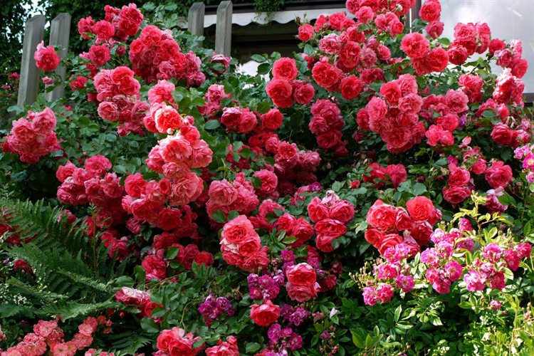Роза плетистая Розариум Ютерсен (Rosa Climber Rosarium Uetersen) ОКС осень  2024 — Питомник Летний сад