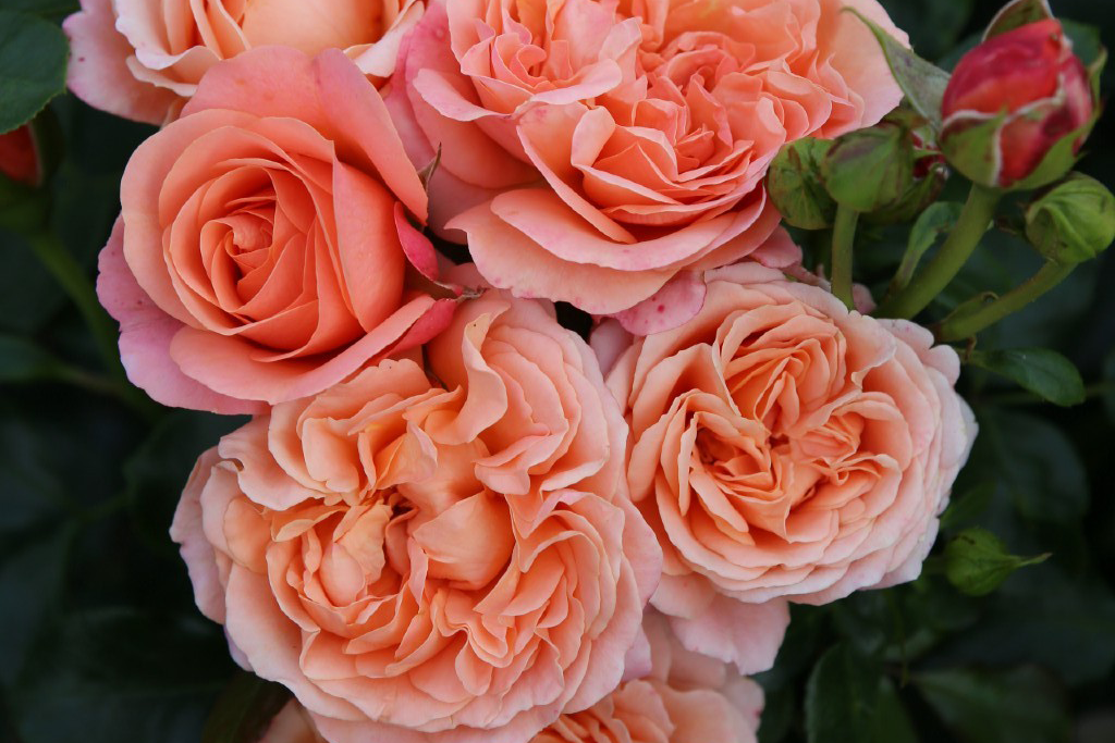 Роза флорибунда Корал Лайонс Роуз (Rosa Floribunda Coral Lions-Rose) ОКС  осень 2024 — Питомник Летний сад