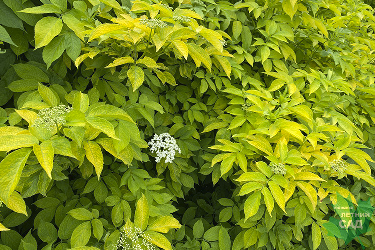 Купить Бузина черная Ауреа Sambucus racemosa Aurea - в питомнике Флорини