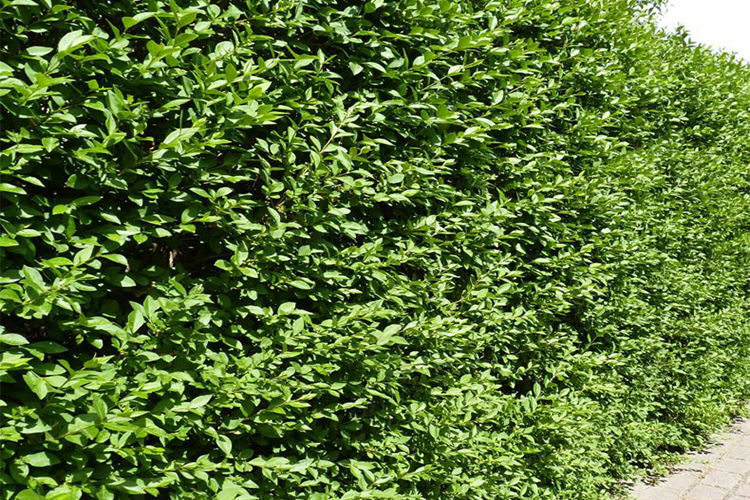 Бирючина обыкновенная Атровиренс (Ligustrum vulgare Atrovirens) С3 — Питомник Летний сад