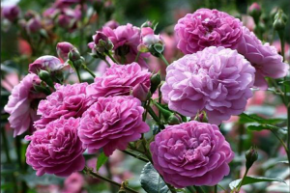 Роза флорибунда Пич Ваза (Rosa Floribunda Peach Vaza) ОКС осень 