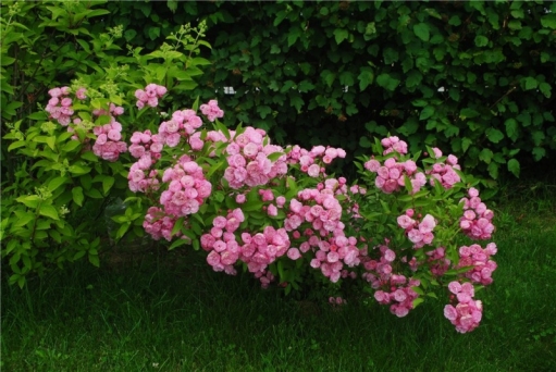 Роза мускусный гибрид Хевенли Пинк (Rosa Hybrid Musk Heavenly Pink) ОКС осень 2023 — Питомник Летний сад
