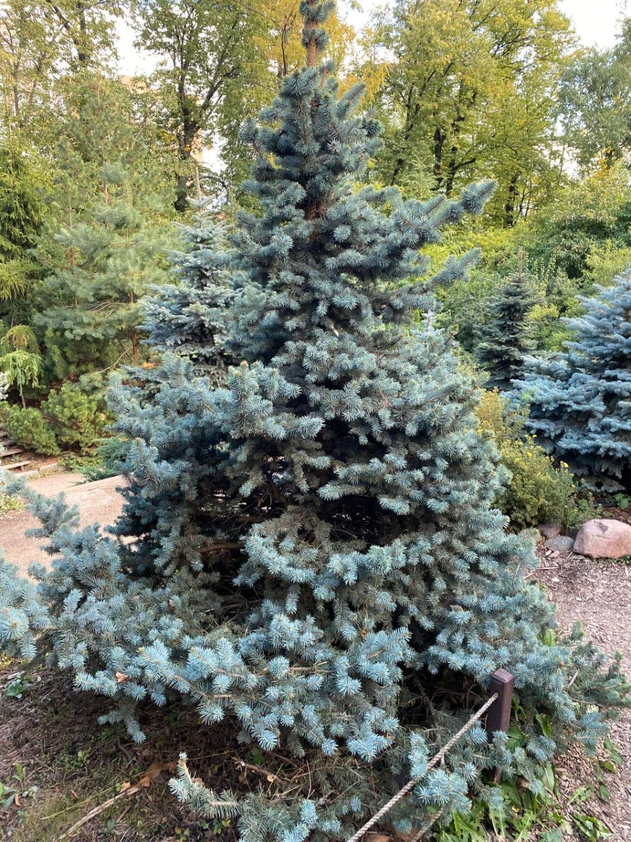 Ель колючая (Picea pungens) С3 — Питомник Летний сад