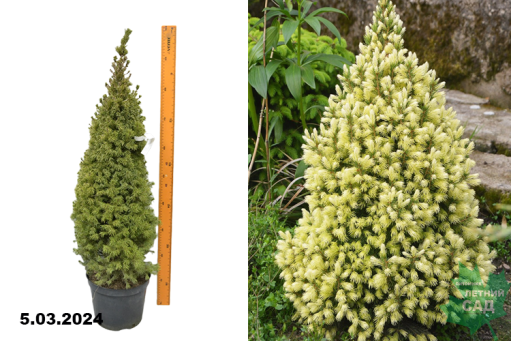 Ель канадская Дэйзи Вайт (Picea glauca Daisys White) С5 Б — Питомник Летний сад