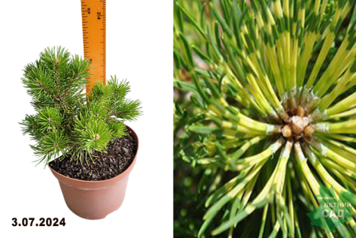 Сосна крючковатая Биллабонг (Pinus uncinata Billabong) С4 — Питомник Летний сад