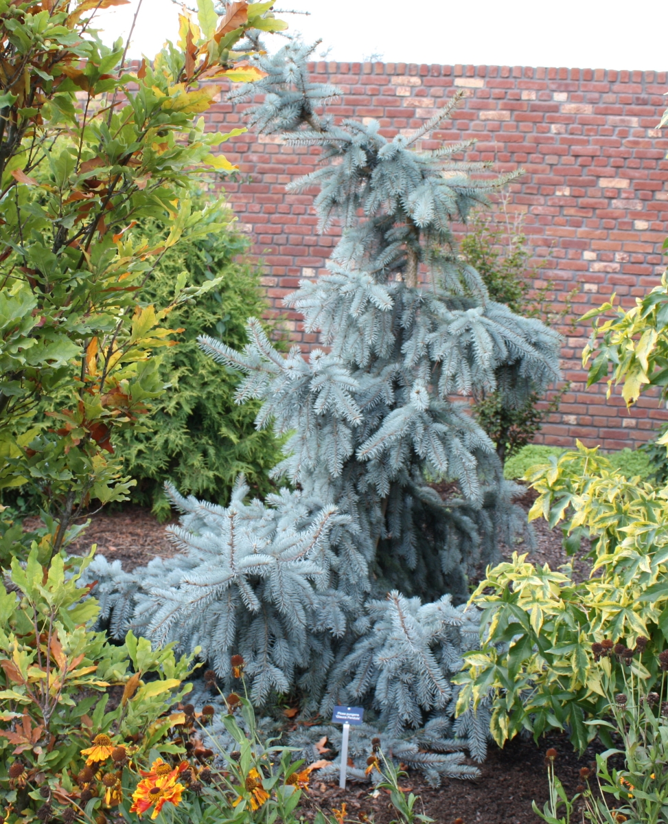 Ель колючая Глаука Пендула (Picea glauca Pendula) С10