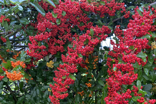 Пираканта ярко-красная Ред Колумн (Pyracantha coccinea Red Column) С2 — Питомник Летний сад