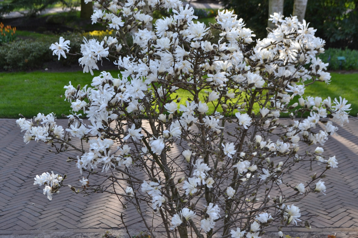 Магнолия звёздчатая Вотерлили (Magnolia stellata Waterlily) Р9 новинка —  Питомник Летний сад